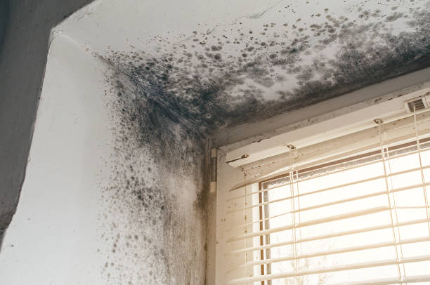 Affordable Mold Removal solutions in New Paris, PA